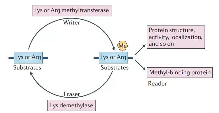 Lys and Arg methylation